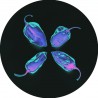 Pily - No Bodies EP