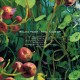 Roland Faber - Tidal Tales EP