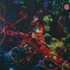 So-Fi - Mind Migration
