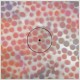 Roza Terenzi, Furious Frank - Roza Terenzi & Furious Frank LP