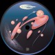 Various - Exploration Begins V/A
